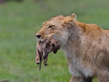 Naissance lionceau - Lion birth